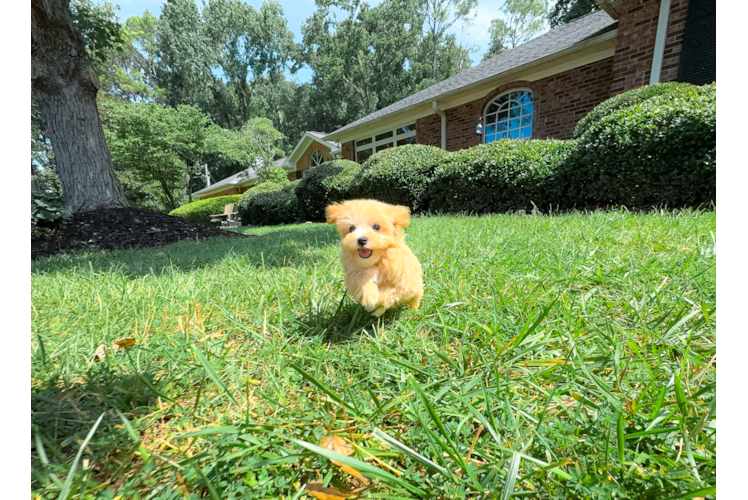 Cute Maltipoo Baby