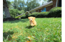 Cute Maltipoo Baby