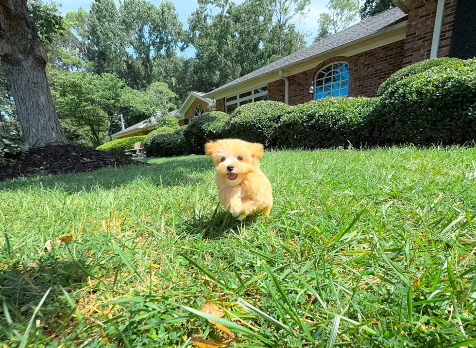 Cute Maltipoo Baby