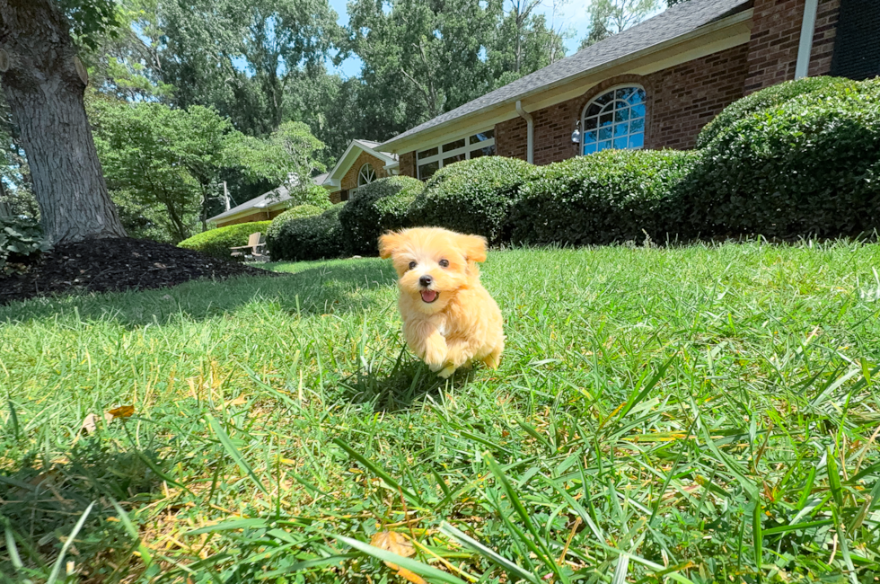 9 week old Maltipoo Puppy For Sale - Simply Southern Pups