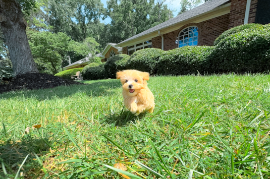 Cute Maltipoo Baby