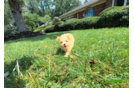 Cute Malt a Poo Poodle Mix Puppy