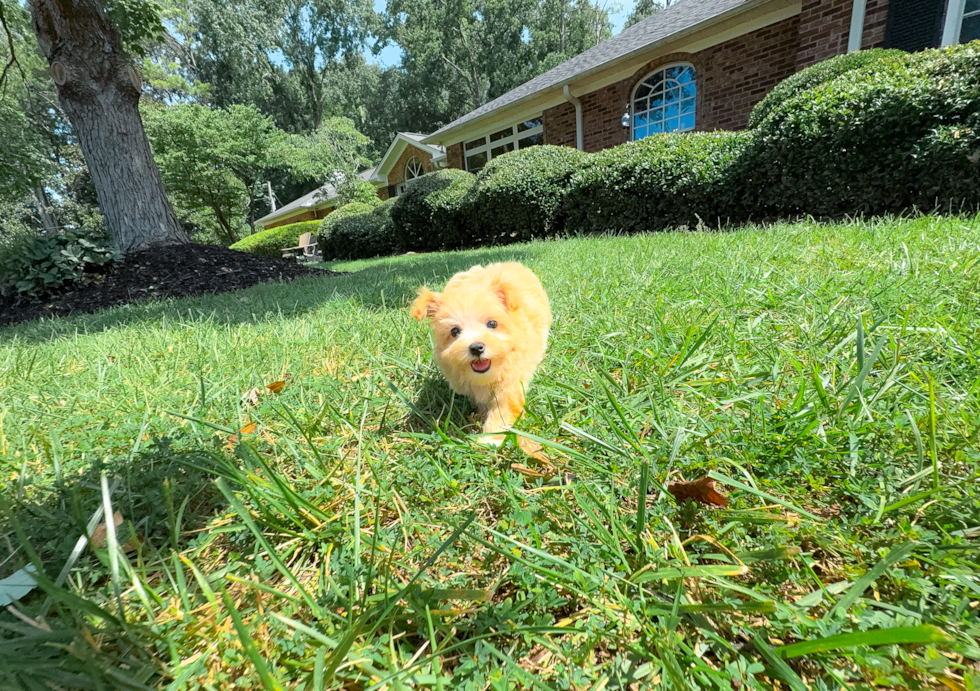 Cute Malt a Poo Poodle Mix Puppy