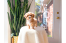 Cute Maltipoo Baby