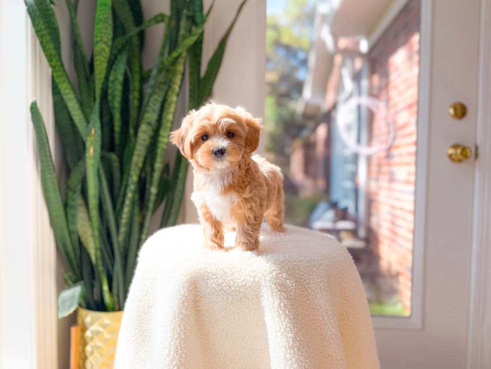Cute Maltipoo Baby