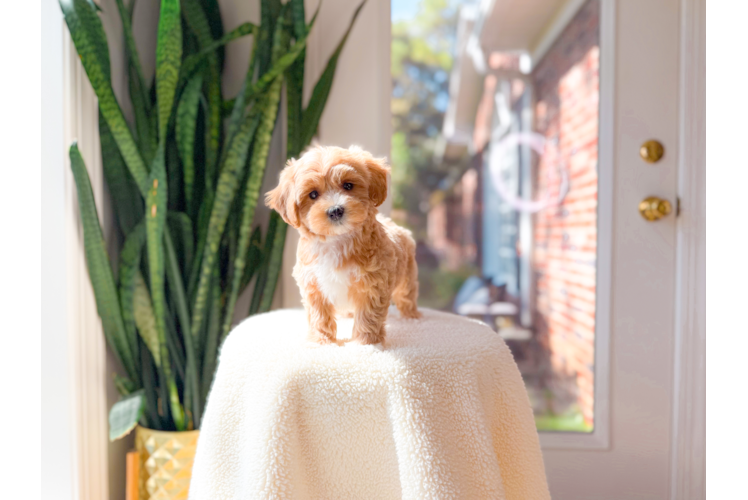 Maltipoo Pup Being Cute