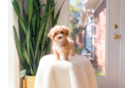 Maltipoo Pup Being Cute