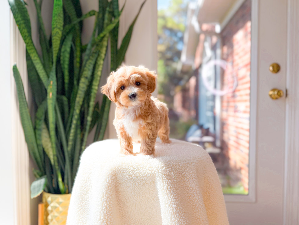 Maltipoo Pup Being Cute