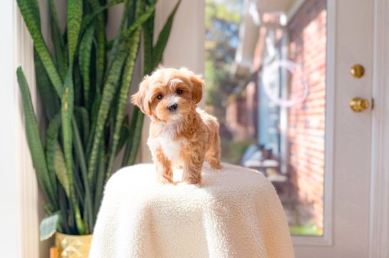 Maltipoo Pup Being Cute