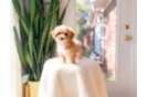 Maltipoo Pup Being Cute