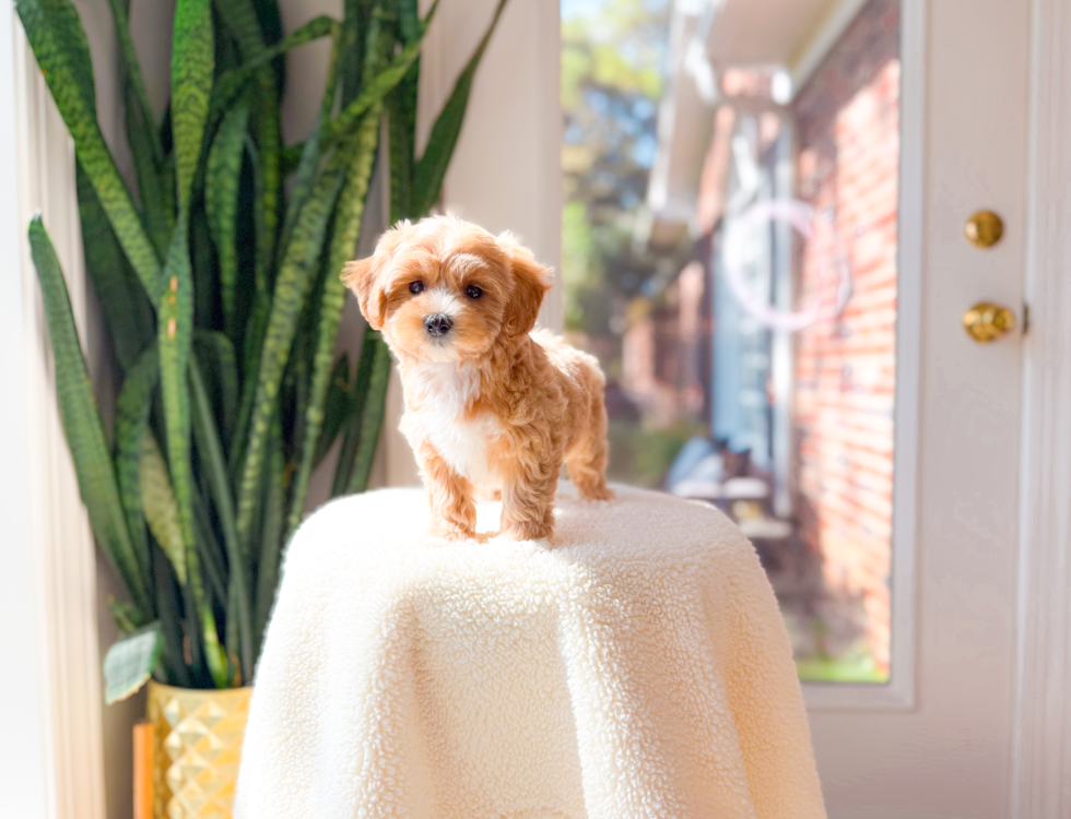 Maltipoo Pup Being Cute