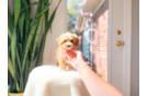 Cute Malt a Poo Poodle Mix Puppy