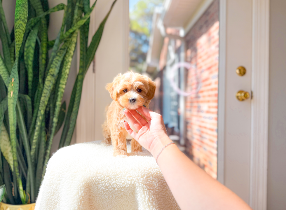 Cute Malt a Poo Poodle Mix Puppy
