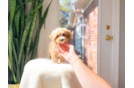 Maltipoo Pup Being Cute