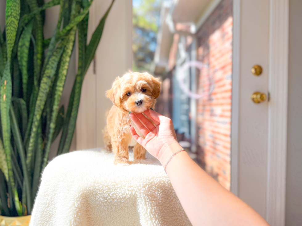 Maltipoo Pup Being Cute