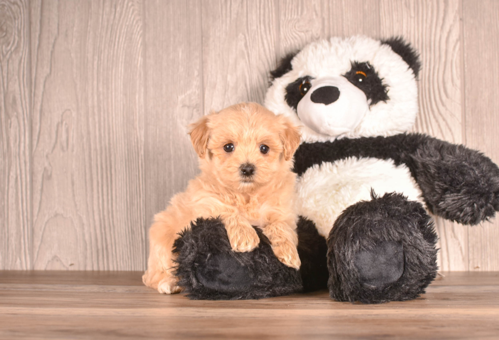 Maltipoo Puppy for Adoption