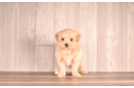 Maltipoo Puppy for Adoption