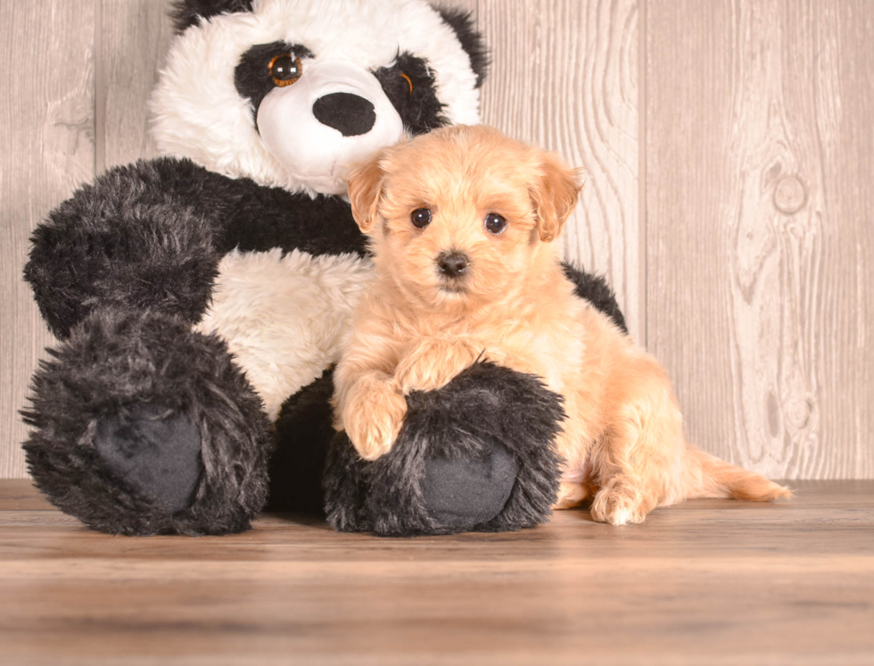 Cute Maltipoo Poodle Mix Pup