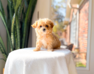 10 week old Maltipoo Puppy For Sale - Simply Southern Pups