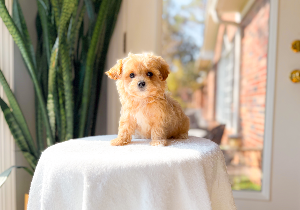 Best Maltipoo Baby