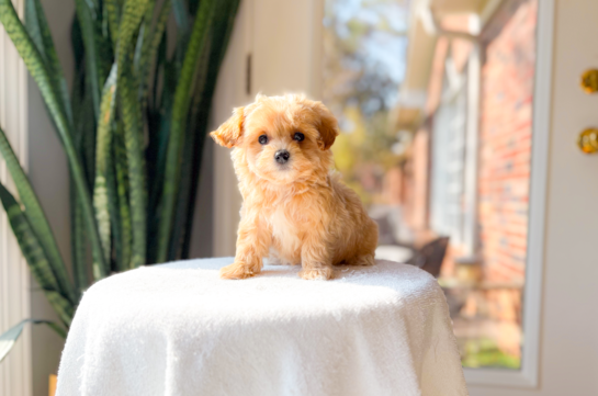 Best Maltipoo Baby