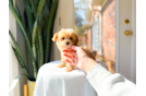 Cute Malt a Poo Poodle Mix Puppy