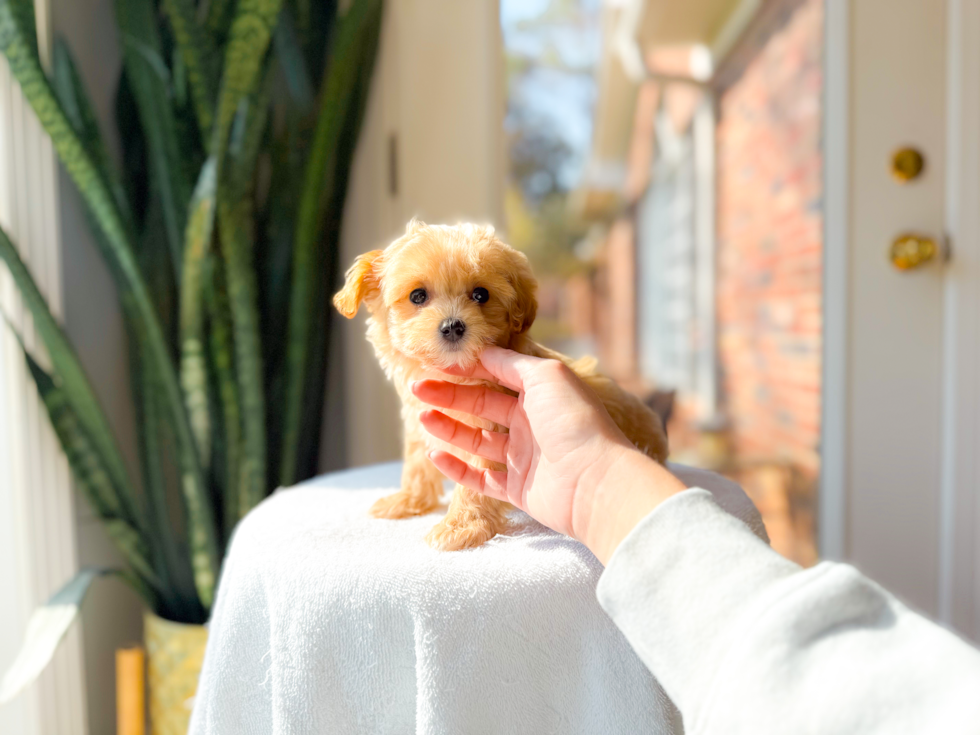 Cute Malt a Poo Poodle Mix Puppy