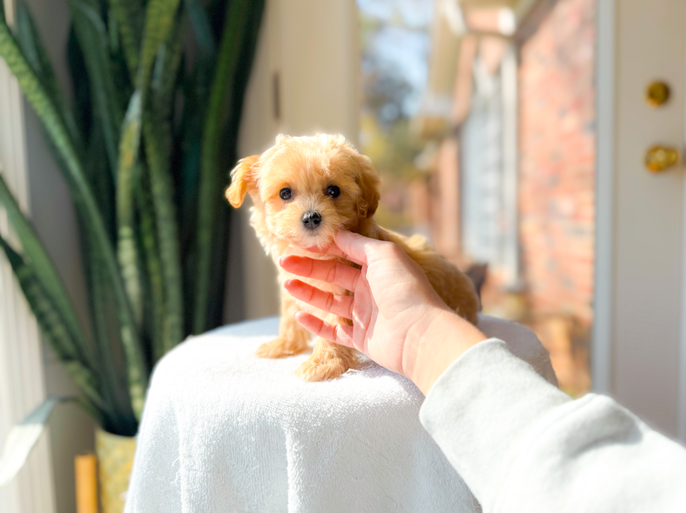 Cute Maltipoo Baby