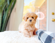 10 week old Maltipoo Puppy For Sale - Simply Southern Pups