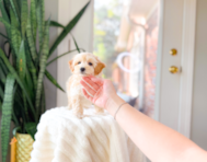 10 week old Maltipoo Puppy For Sale - Simply Southern Pups