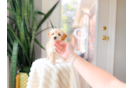 Maltipoo Puppy for Adoption