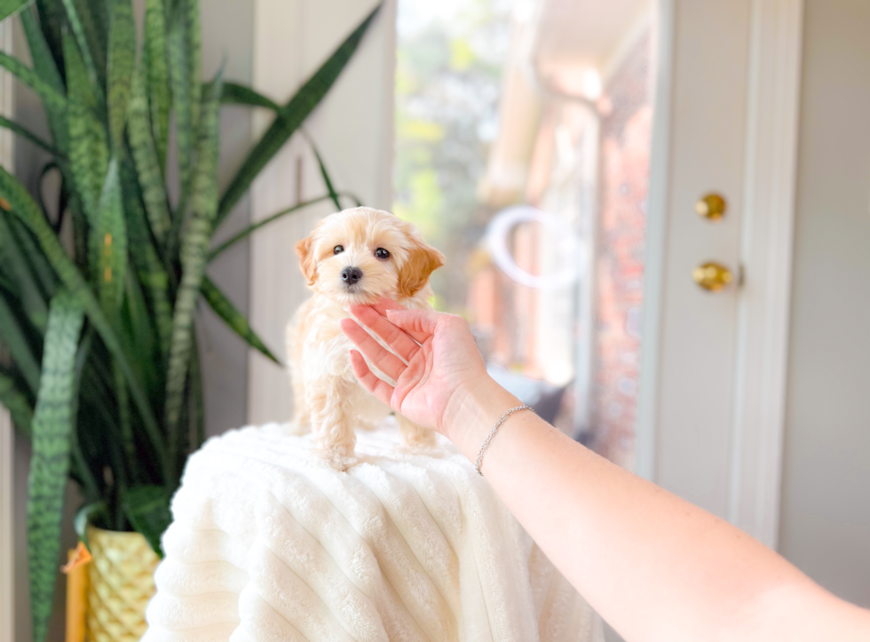 Maltipoo Puppy for Adoption