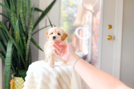 Maltipoo Puppy for Adoption