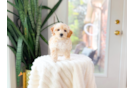 Maltipoo Puppy for Adoption