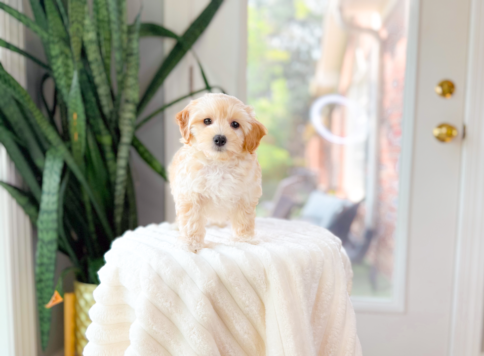 Maltipoo Puppy for Adoption
