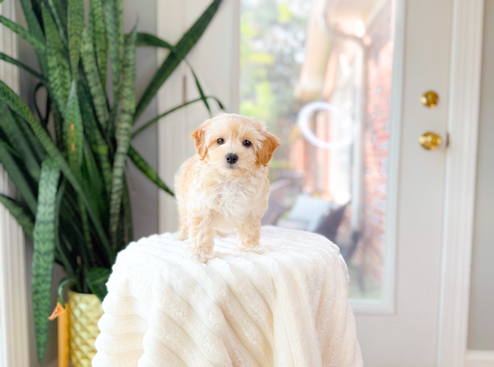 Maltipoo Pup Being Cute
