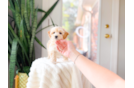 Cute Maltipoo Poodle Mix Pup