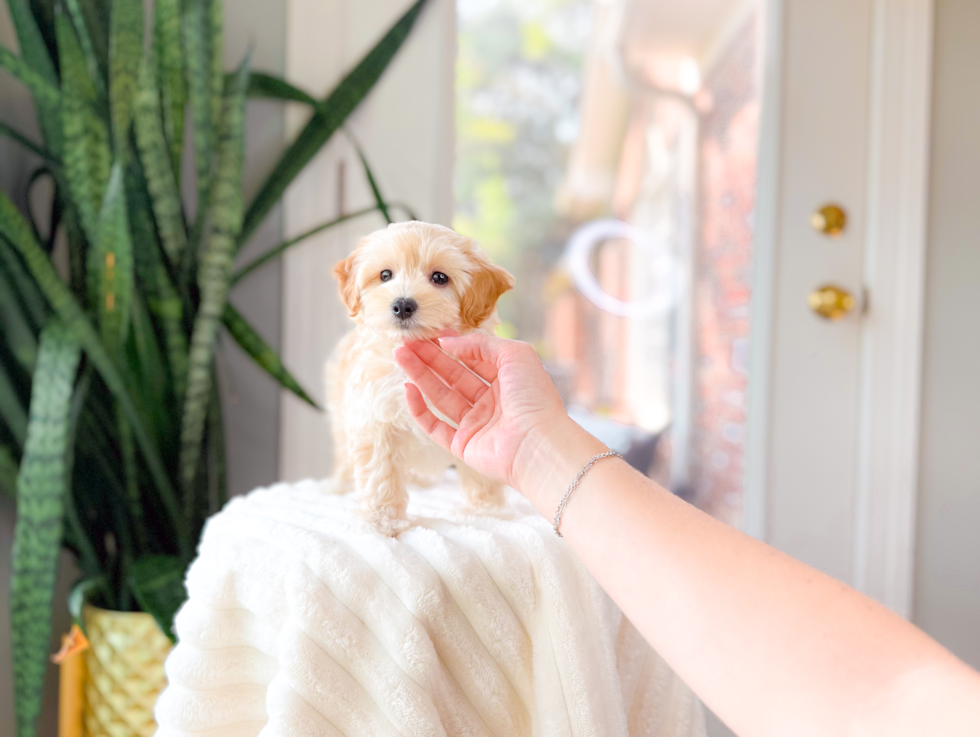 Cute Maltipoo Poodle Mix Pup