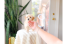 Cute Maltipoo Poodle Mix Pup