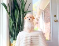 11 week old Maltipoo Puppy For Sale - Simply Southern Pups