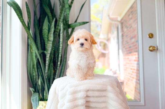 Best Maltipoo Baby