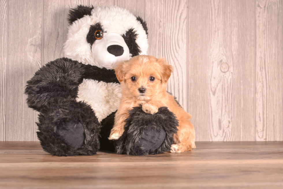 Maltipoo Pup Being Cute