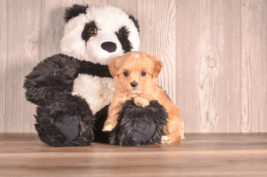 Maltipoo Pup Being Cute