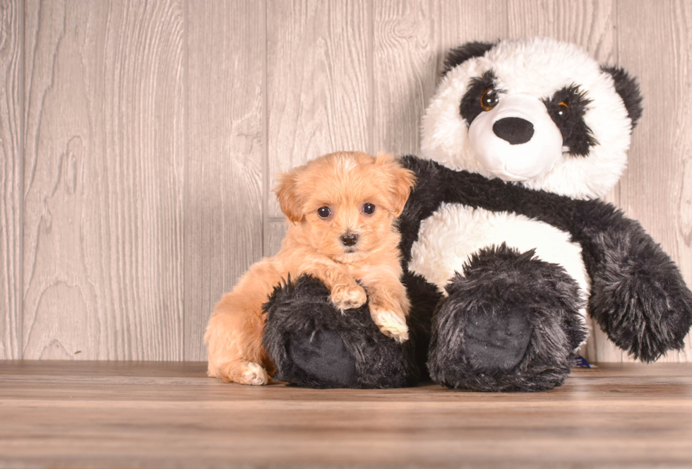 Cute Malt a Poo Poodle Mix Puppy