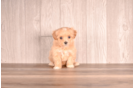 Maltipoo Puppy for Adoption