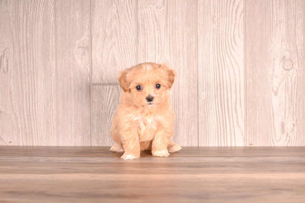 Maltipoo Puppy for Adoption