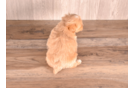Cute Maltipoo Baby