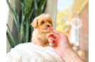 Maltipoo Puppy for Adoption