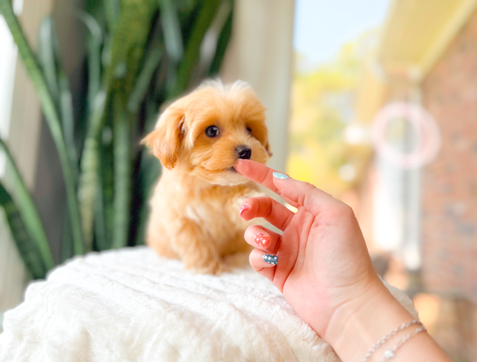 Maltipoo Puppy for Adoption