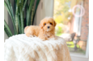 Cute Maltipoo Poodle Mix Pup